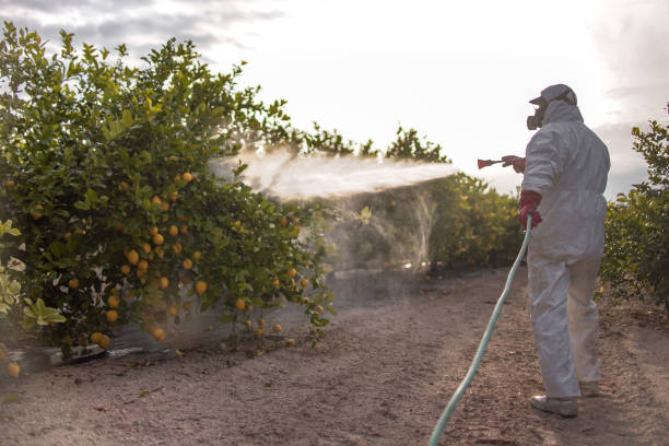 Best Affordable Pest Control Services  in Mount Olive, IL