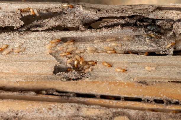 Best Mosquito Control Services  in Mount Olive, IL