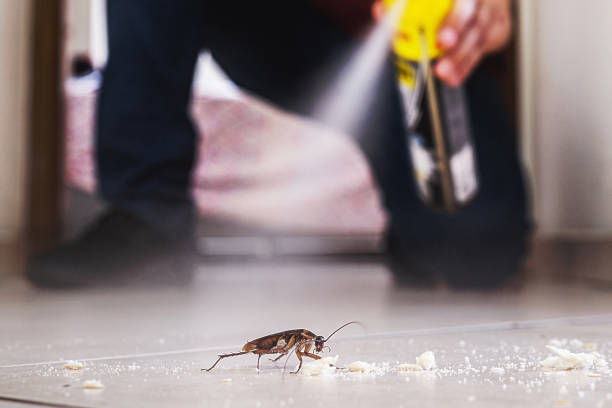 Best Rodent Control Near Me  in Mount Olive, IL