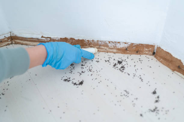 Best Best Pest Control Near Me  in Mount Olive, IL